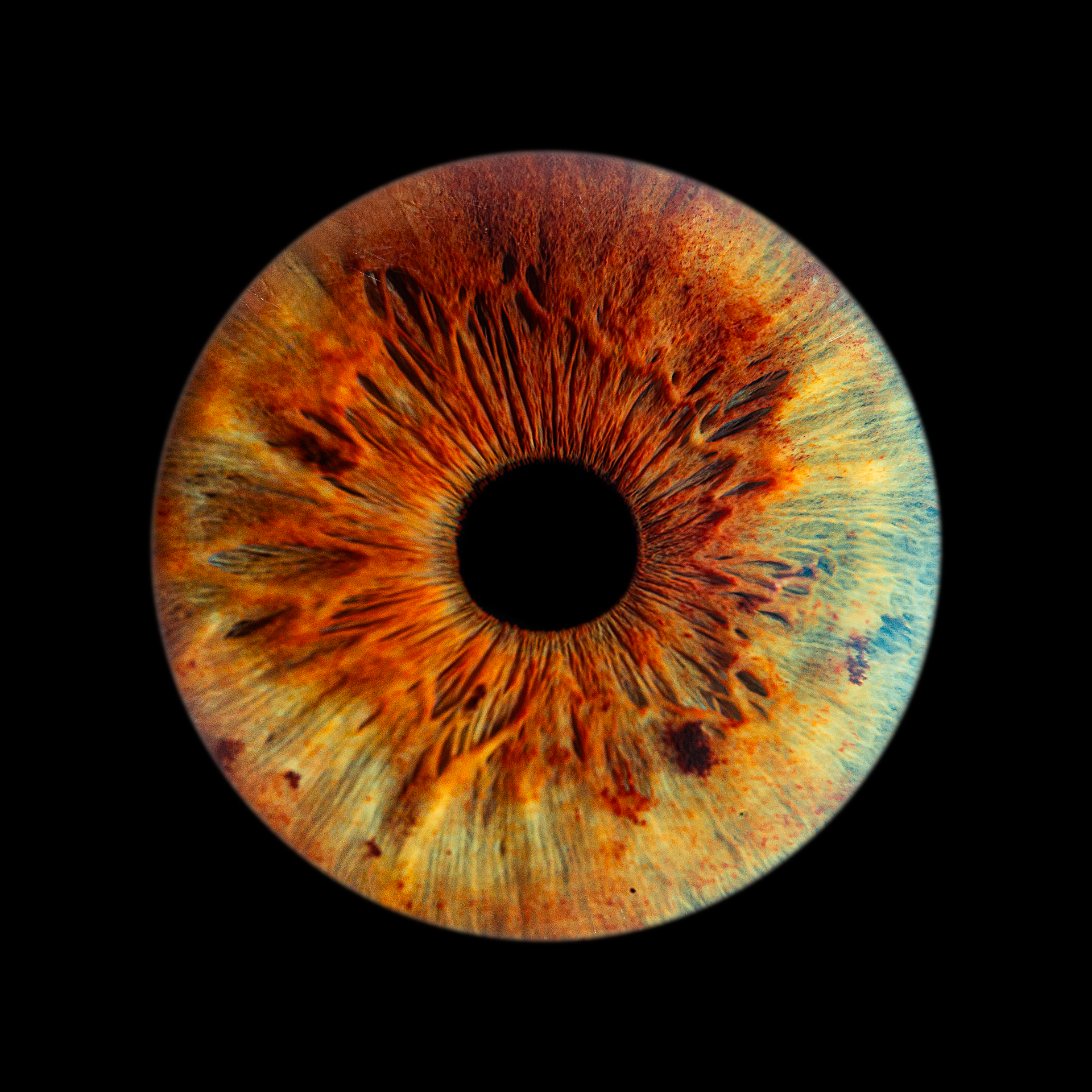 Un iris avec effet explosion de couleur marron vert et bleu sur fond noir