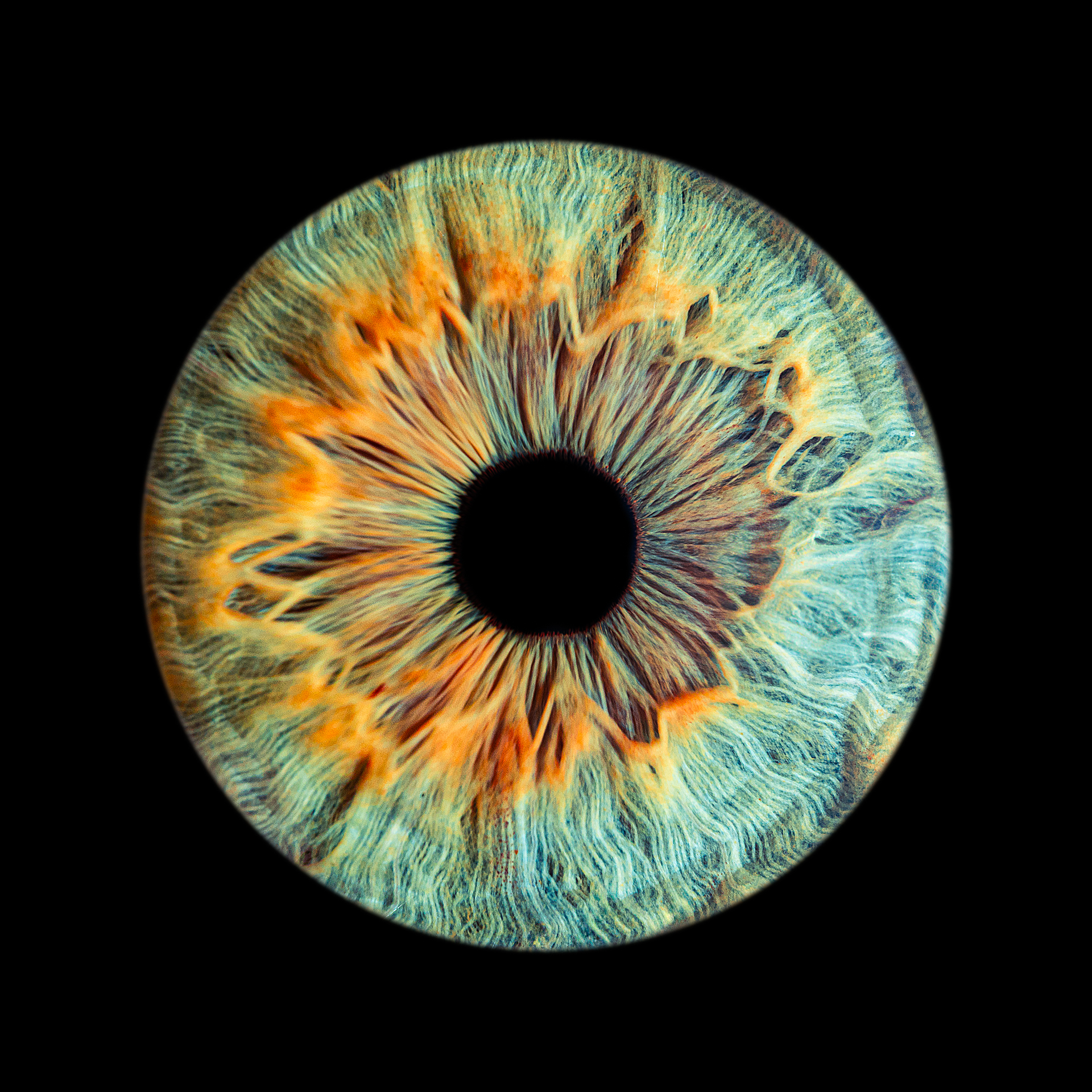 Un iris avec effet explosion de couleur marron vert et bleu sur fond noir